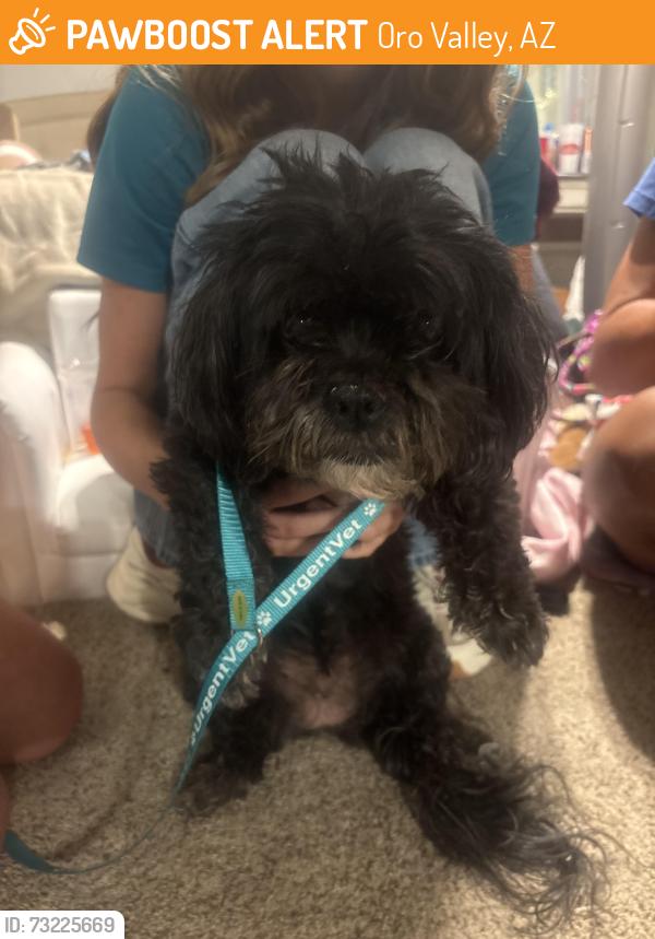 Found/Stray Female Dog last seen Panera Bread on Oracle, Oro Valley, AZ 85704
