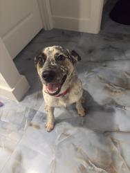 Reunited Male Dog last seen Near NW 18th St jumped over fence, Cape Coral, FL 33993