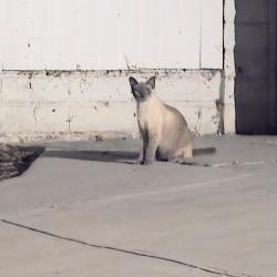 Found/Stray Unknown Cat last seen Near carillo circle, Oceanside, CA 92057