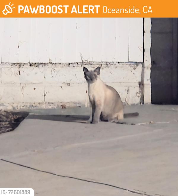 Found/Stray Unknown Cat last seen Near carillo circle, Oceanside, CA 92057