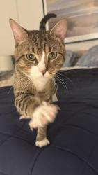 Shelter Stray Male Cat last seen Near Cannon Place, BRONX, NY, 10463, 326 E 110th St, New York, NY 10029, USA