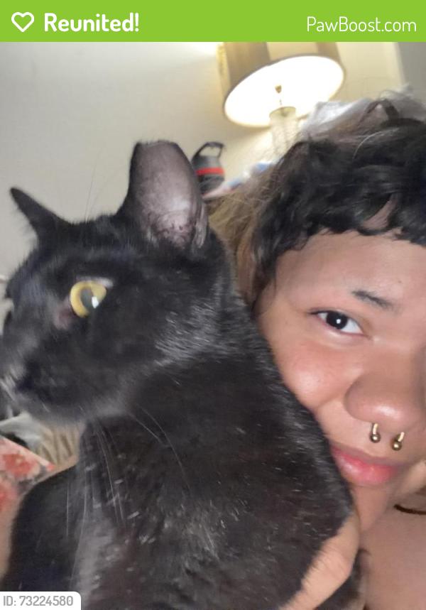 Reunited Male Cat last seen lake mead and delweb, Las Vegas, NV 89134