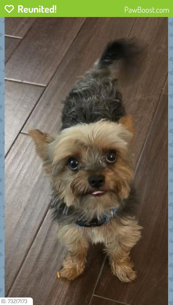 Reunited Male Dog last seen Glenoaks Blvd and Orange Grove Ave, San Fernando, CA 91340