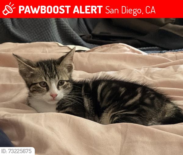 Lost Male Cat last seen LA Fitness Mira Mesa, San Diego, CA 92121