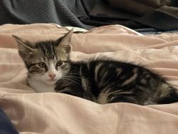 Lost Male Cat last seen LA Fitness Mira Mesa, San Diego, CA 92121