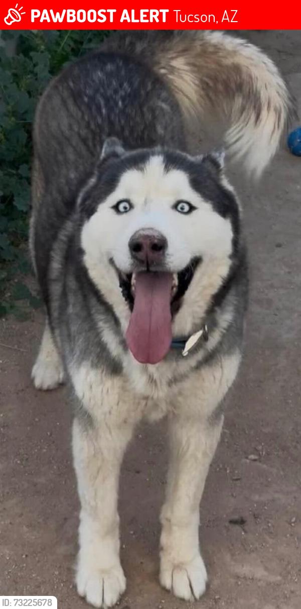 Lost Male Dog last seen Gardner and romero, Tucson, AZ 85705