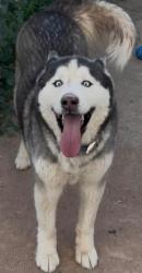 Lost Male Dog last seen Gardner and romero, Tucson, AZ 85705