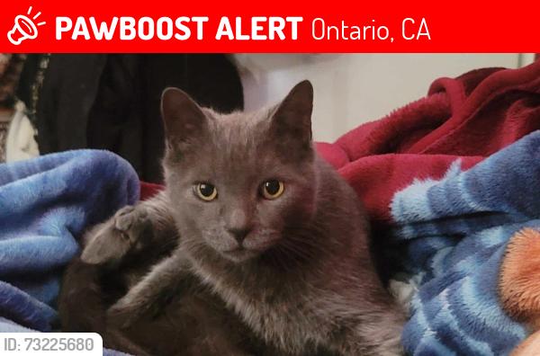 Lost Male Cat last seen D st and allyn, Ontario, CA 91764