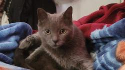 Lost Male Cat last seen D st and allyn, Ontario, CA 91764