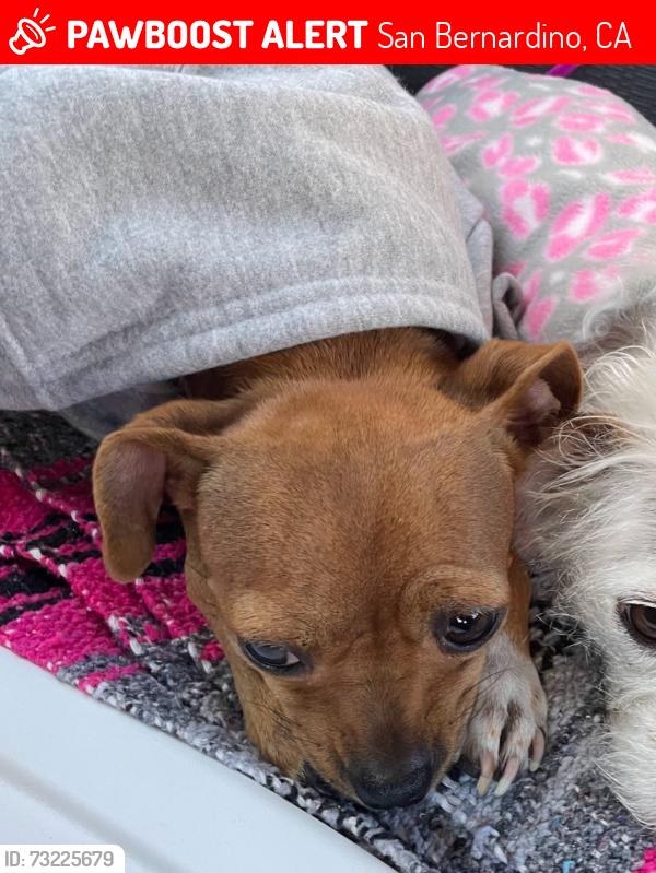 Lost Female Dog last seen Gst, San Bernardino, CA 92401