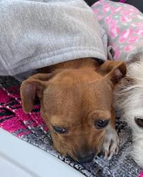 Lost Female Dog last seen Gst, San Bernardino, CA 92401