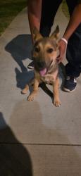 Found/Stray Female Dog last seen San Fernando mission blvd, sepulveda, laurel canyon, Los Angeles, CA 91345