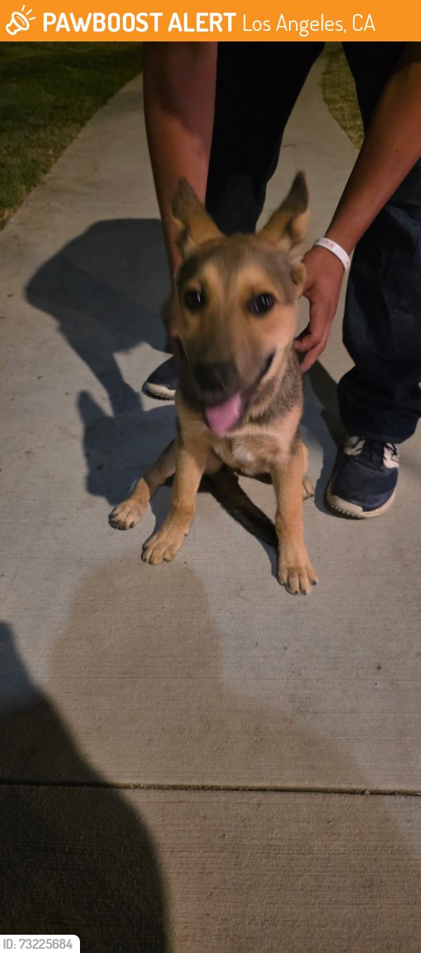 Found/Stray Female Dog last seen San Fernando mission blvd, sepulveda, laurel canyon, Los Angeles, CA 91345