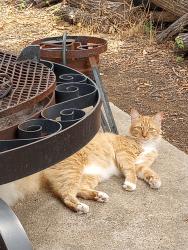 Lost Male Cat last seen Main Street euless, Euless, TX 76039