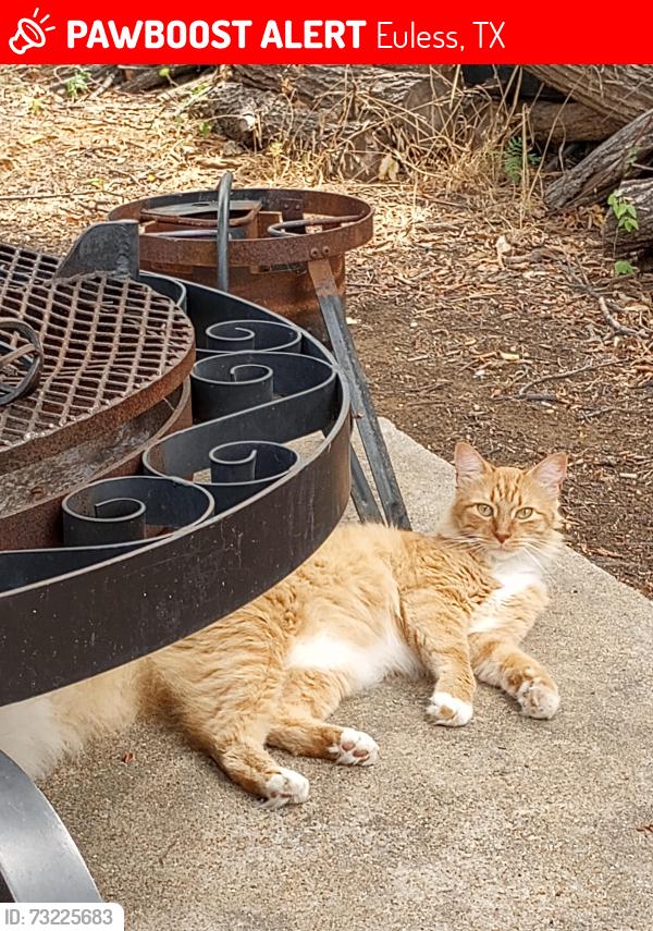 Lost Male Cat last seen Main Street euless, Euless, TX 76039