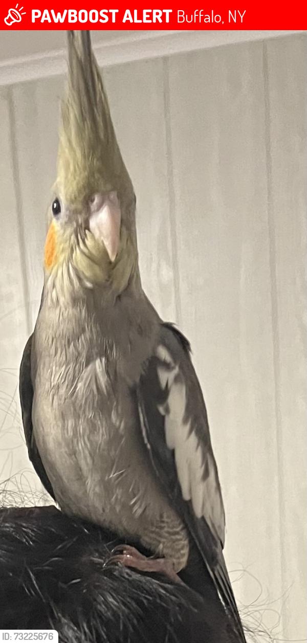Lost Unknown Bird last seen Gilmore dr, Buffalo, NY 14225