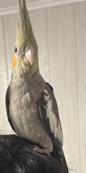 Lost Unknown Bird last seen Gilmore dr, Buffalo, NY 14225