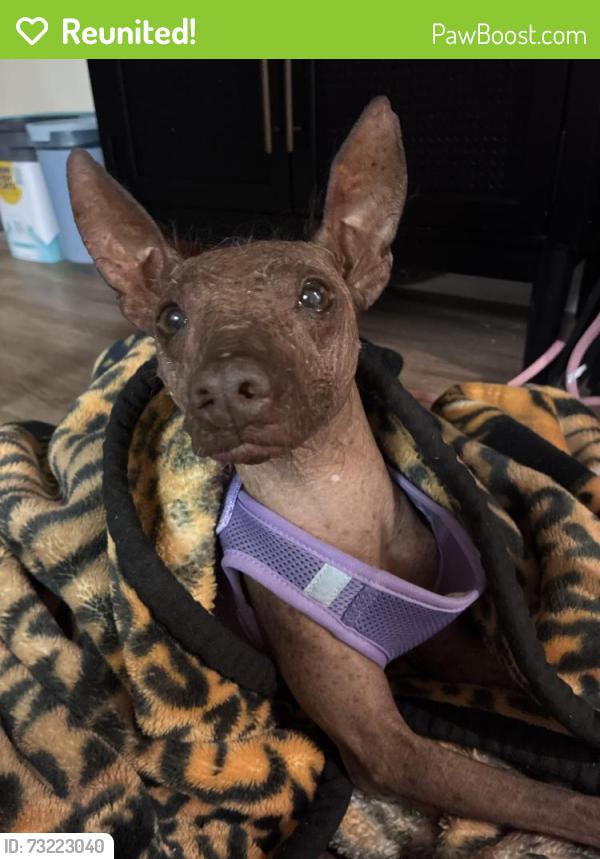 Reunited Female Dog last seen Bristol / elighton / kingston, Chino Hills, CA 91709