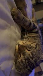 Reunited Male Cat last seen Westford st & Marlborough st, Lowell, MA 01851
