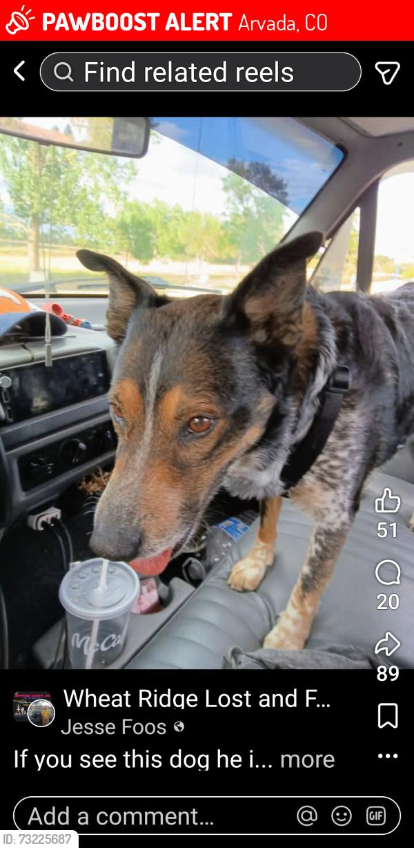 Lost Male Dog last seen Texas Roadhouse, Arvada, CO 80002
