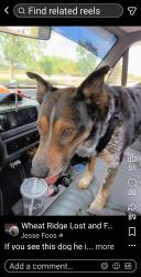 Lost Male Dog last seen Texas Roadhouse, Arvada, CO 80002