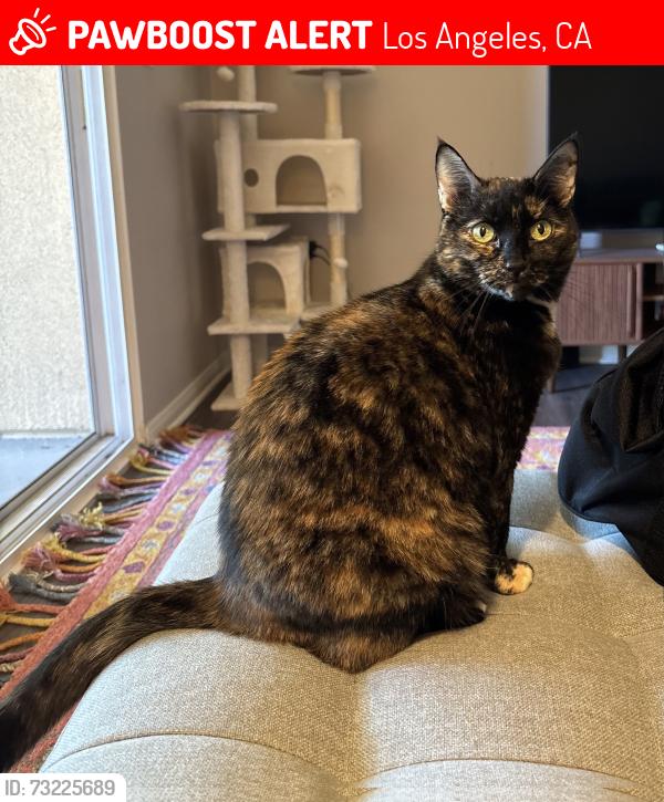 Lost Female Cat last seen Wilbur and Kenya, Los Angeles, CA 91326