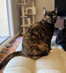 Lost Female Cat last seen Wilbur and Kenya, Los Angeles, CA 91326