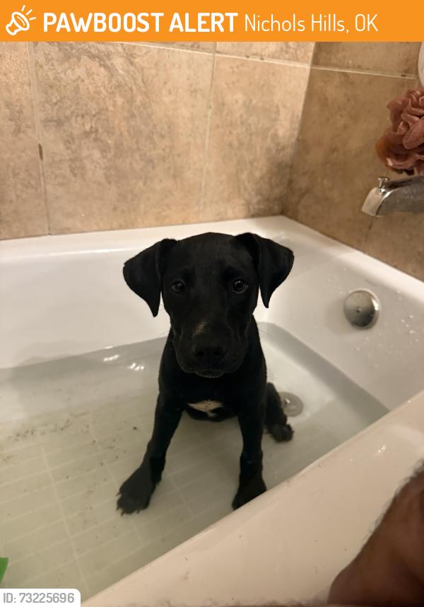 Found/Stray Male Dog last seen Dublin and Georgia, Nichols Hills, OK 73120