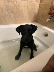 Found/Stray Male Dog last seen Dublin and Georgia, Nichols Hills, OK 73120