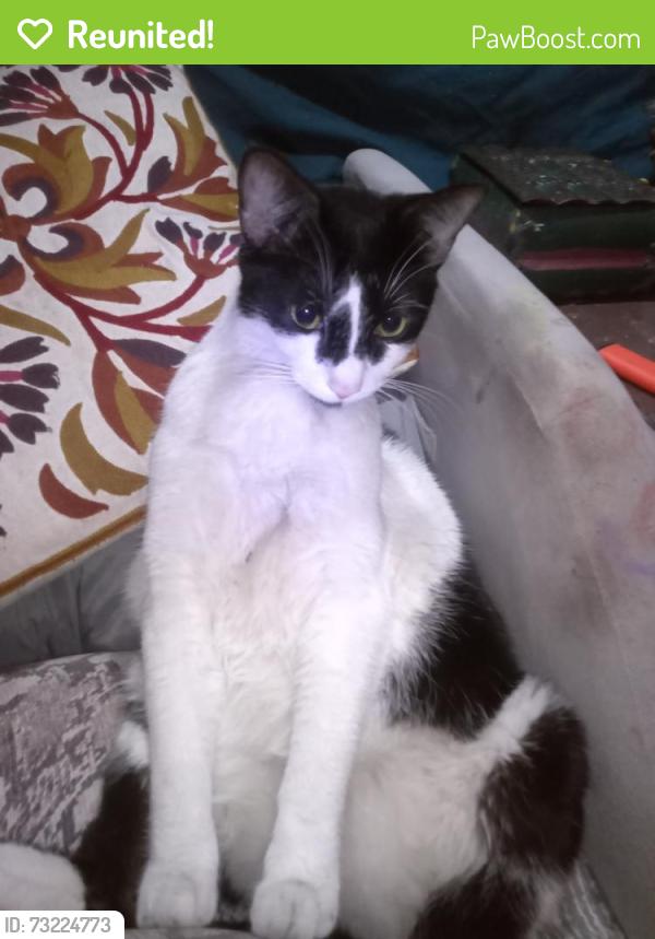 Reunited Male Cat last seen Ceaser chavis st, San Francisco, CA 94110