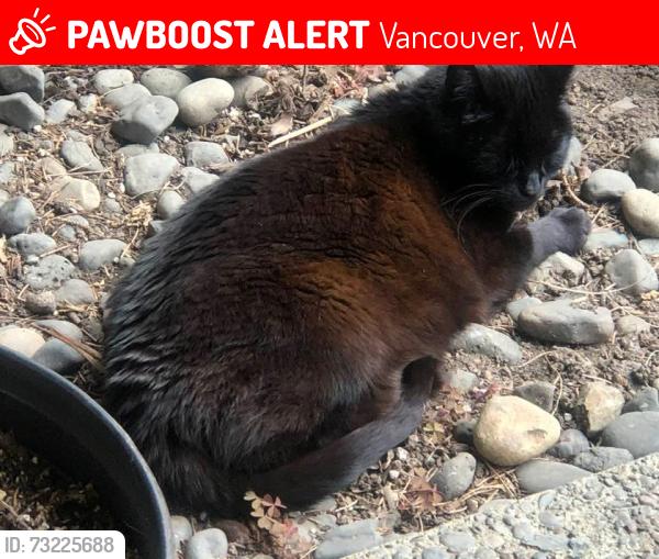 Lost Female Cat last seen Columbia River High School, Vancouver, WA 98665