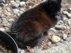 Lost Female Cat last seen Columbia River High School, Vancouver, WA 98665