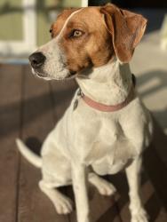 Reunited Female Dog last seen Solano way, Concord, CA 94520