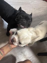 Found/Stray Male Dog last seen Decatur and pennwood, Las Vegas, NV 89102