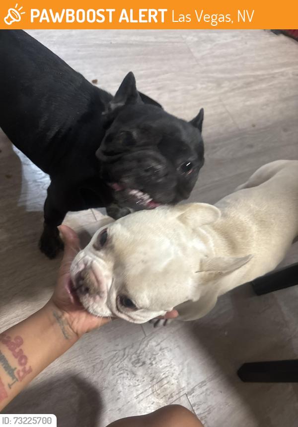 Found/Stray Male Dog last seen Decatur and pennwood, Las Vegas, NV 89102