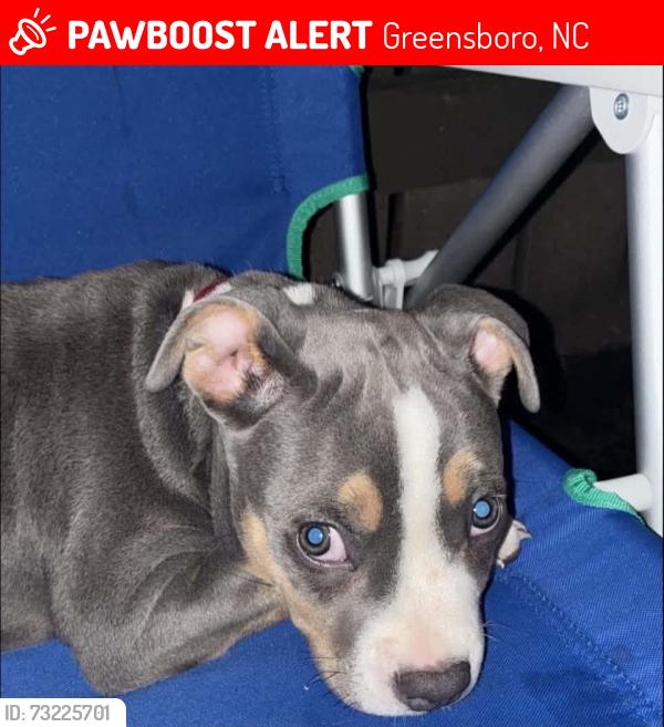 Lost Male Dog last seen South Holden, Greensboro, NC 27407