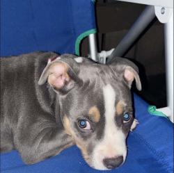 Lost Male Dog last seen South Holden, Greensboro, NC 27407