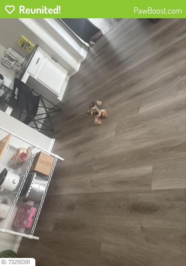 Reunited Female Dog last seen Cherry Tree, Schertz, TX 78108