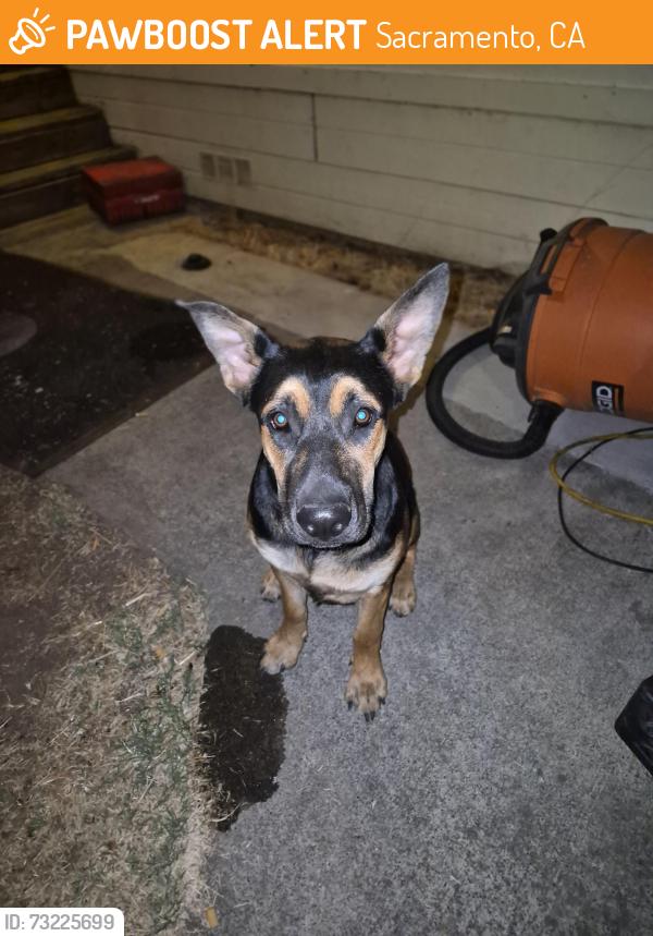 Found/Stray Female Dog last seen Grand, Sacramento, CA 95838