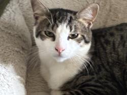 Lost Female Cat last seen Near blocks down from Hartnagels building supply, Port Angeles, WA 98362