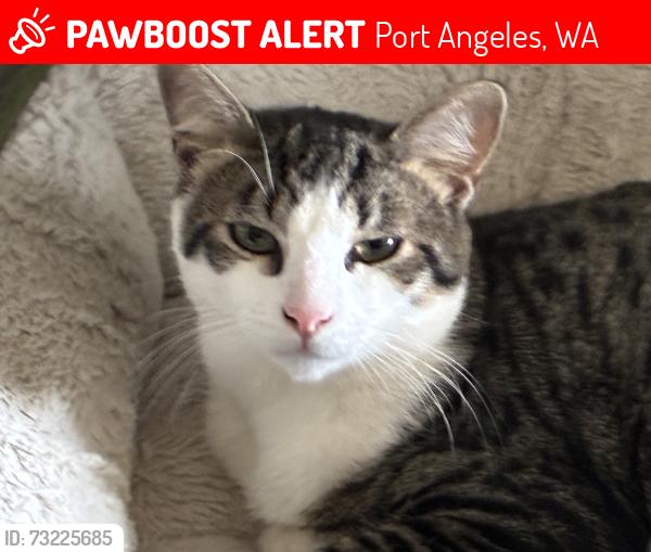 Lost Female Cat last seen Near blocks down from Hartnagels building supply, Port Angeles, WA 98362