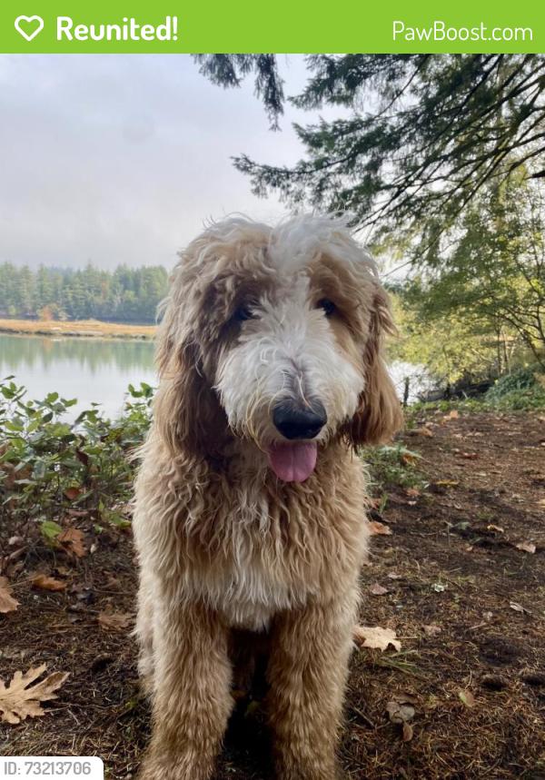 Reunited Male Dog last seen Ship wreck Dinner, Olympia, WA 98502