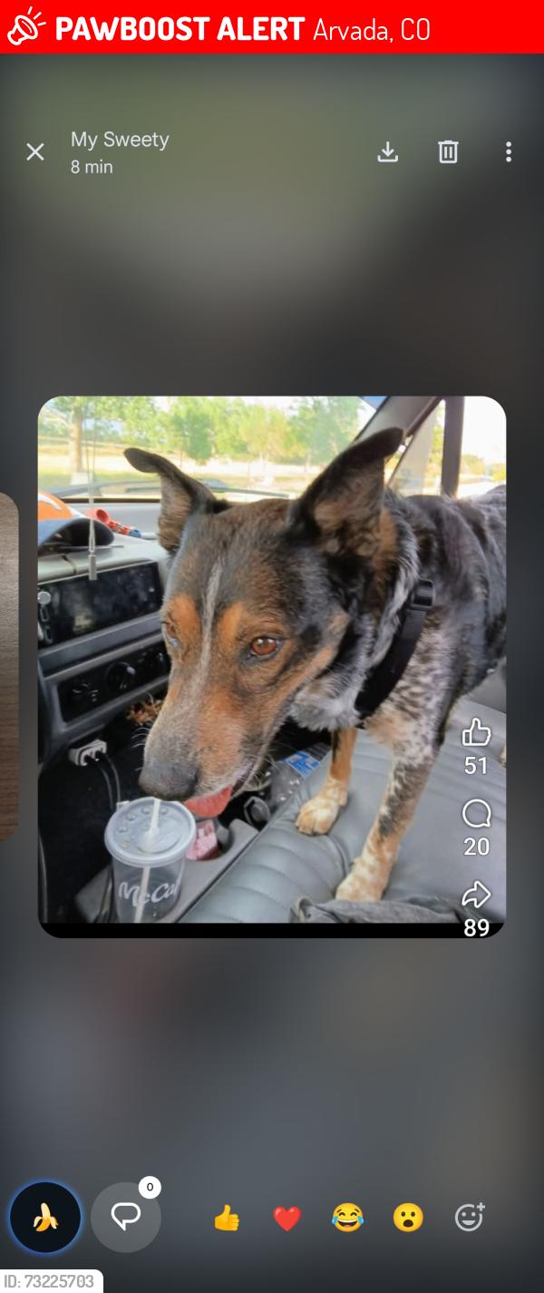 Lost Male Dog last seen Texas Roadhouse, Arvada, CO 80002