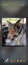 Lost Male Dog last seen Texas Roadhouse, Arvada, CO 80002