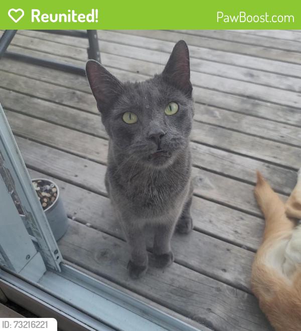 Reunited Male Cat last seen Near Simone St, Rothesay, NB E2S 1A5, Canada, Rothesay, NB E2S 1A5