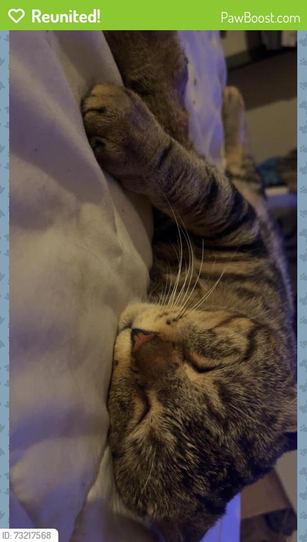 Reunited Male Cat last seen Westford st & Marlborough st, Lowell, MA 01851