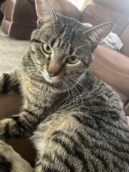 Lost Male Cat last seen Pintail ave, Texarkana, TX 75501
