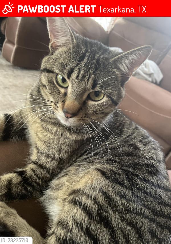 Lost Male Cat last seen Pintail ave, Texarkana, TX 75501