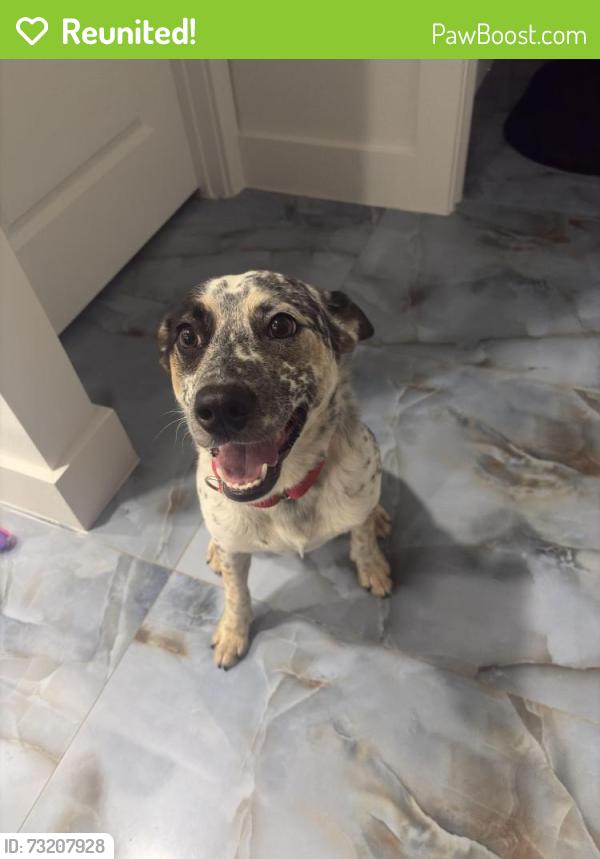 Reunited Male Dog last seen Near NW 18th St jumped over fence, Cape Coral, FL 33993