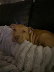 Reunited Female Dog last seen Strathmore Cres, Hoppers Crossing VIC 3029, Australia, Hoppers Crossing, VIC 3029